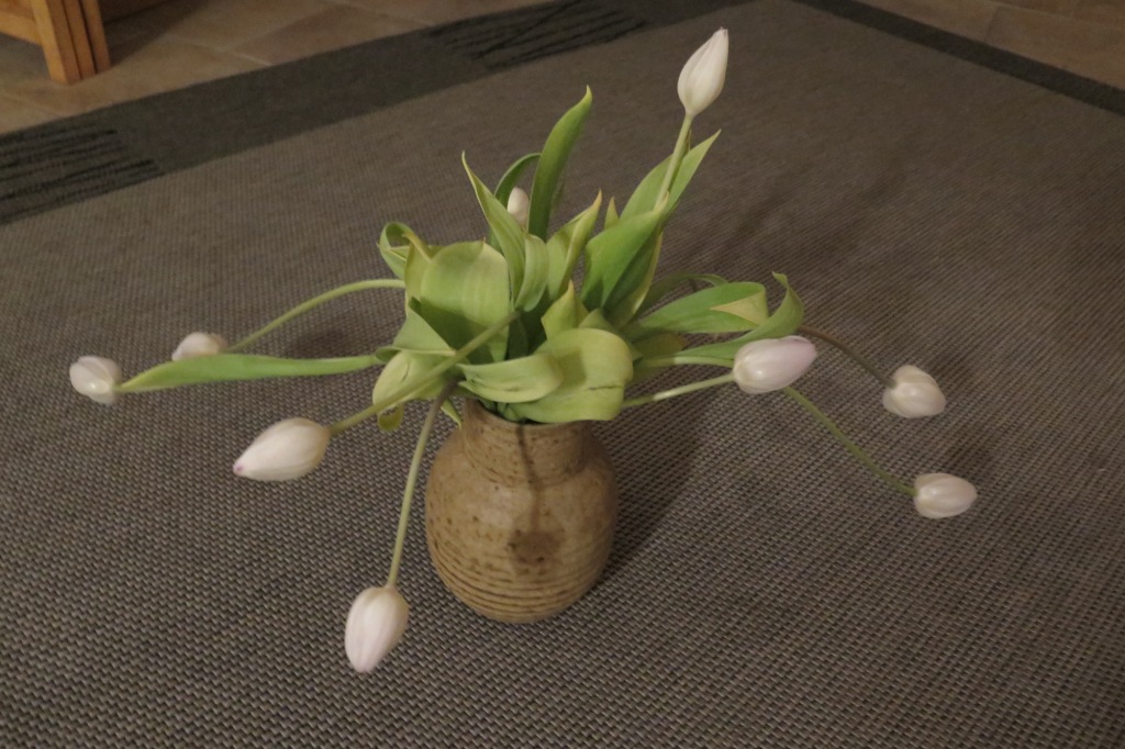 waarom kronkelen tulpen op de vaas